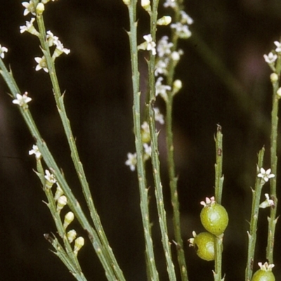 Choretrum candollei (White Sour Bush) at Monga, NSW - 7 Apr 1997 by BettyDonWood
