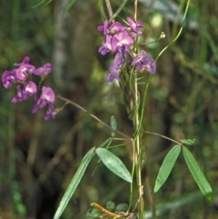 Glycine clandestina (Twining Glycine) at Ben Boyd National Park - 26 Jan 1996 by BettyDonWood