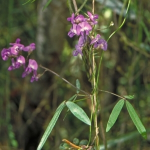 Glycine clandestina at Green Cape, NSW - 27 Jan 1996