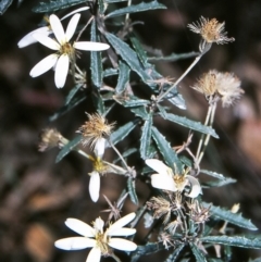 Olearia erubescens (Silky Daisybush) at Ben Boyd National Park - 26 Jan 1996 by BettyDonWood