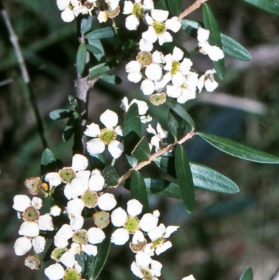 Sannantha pluriflora (Twiggy Heath Myrtle, Tall Baeckea) at Ben Boyd National Park - 26 Jan 1996 by BettyDonWood