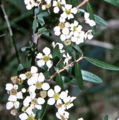 Sannantha pluriflora (Twiggy Heath Myrtle, Tall Baeckea) at Ben Boyd National Park - 26 Jan 1996 by BettyDonWood