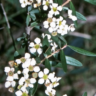Sannantha pluriflora (Twiggy Heath Myrtle, Tall Baeckea) at Green Cape, NSW - 26 Jan 1996 by BettyDonWood