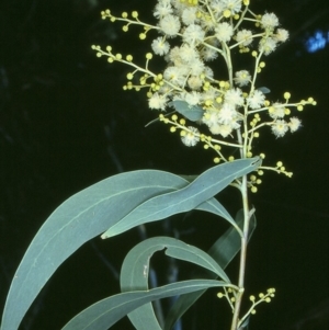 Acacia falciformis at Mumbulla State Forest - 18 Sep 1996