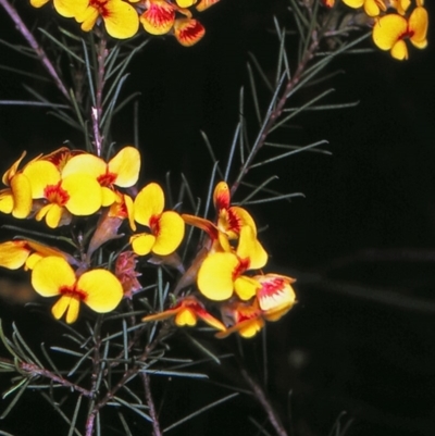 Dillwynia glaberrima (Smooth Parrot-pea) at Wonboyn North, NSW - 19 Oct 1996 by BettyDonWood
