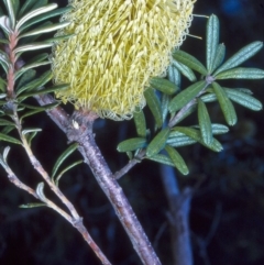 Banksia marginata (Silver Banksia) at Monga National Park - 6 Apr 1997 by BettyDonWood