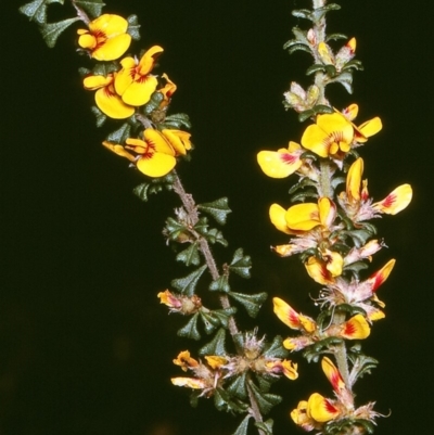 Pultenaea scabra (Rough Bush-pea) at Wonboyn North, NSW - 19 Oct 1996 by BettyDonWood
