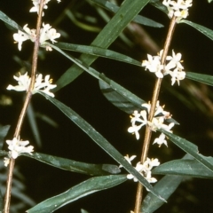 Pimelea axiflora subsp. axiflora (Bootlace Bush) at Tathra, NSW - 18 Sep 1996 by BettyDonWood
