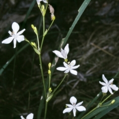 Libertia paniculata (Branching Grass-flag) at Tathra, NSW - 18 Sep 1996 by BettyDonWood