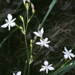 Libertia paniculata (Branching Grass-flag) at Tathra, NSW - 19 Sep 1996 by BettyDonWood