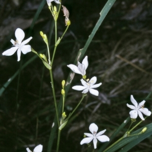 Libertia paniculata at Tathra, NSW - 19 Sep 1996 12:00 AM