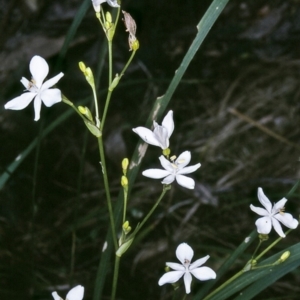Libertia paniculata at Tathra, NSW - 19 Sep 1996