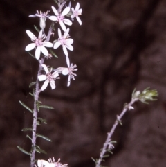 Olearia ramulosa (Oily Bush) at Wonboyn North, NSW - 19 Oct 1996 by BettyDonWood