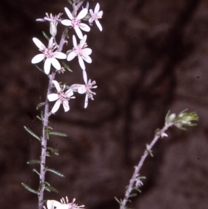 Olearia ramulosa at Wonboyn North, NSW - 19 Oct 1996 12:00 AM