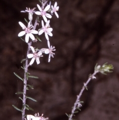 Olearia ramulosa (Oily Bush) at Ben Boyd National Park - 18 Oct 1996 by BettyDonWood