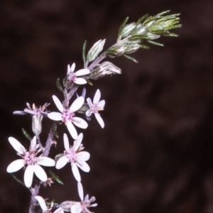 Olearia ramulosa at Wonboyn North, NSW - 19 Oct 1996