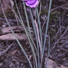 Patersonia sericea var. longifolia (Dwarf Purple Flag) at Tathra, NSW - 18 Sep 1996 by BettyDonWood