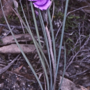 Patersonia sericea var. longifolia at Tathra, NSW - 19 Sep 1996