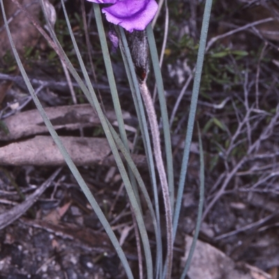 Patersonia sericea var. longifolia (Dwarf Purple Flag) at Tathra, NSW - 19 Sep 1996 by BettyDonWood