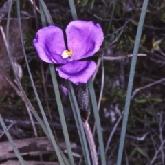 Patersonia sericea var. longifolia at Tathra, NSW - 19 Sep 1996 12:00 AM