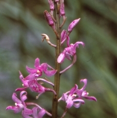 Dipodium roseum (Rosy hyacinth orchid) at Tathra, NSW - 29 Dec 1995 by BettyDonWood