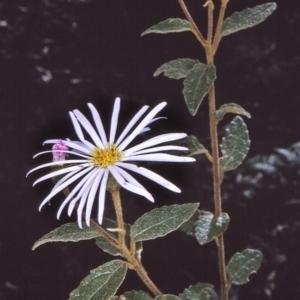 Olearia tomentosa at Tathra, NSW - 19 Sep 1996 12:00 AM