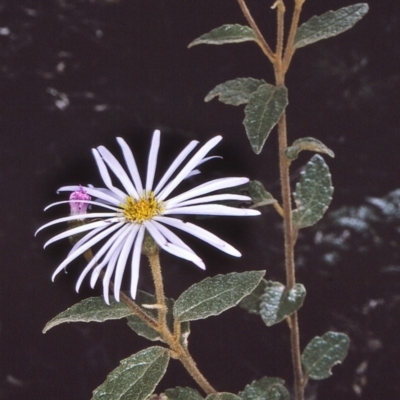 Olearia tomentosa (Toothed Daisy Bush) at Tathra, NSW - 19 Sep 1996 by BettyDonWood