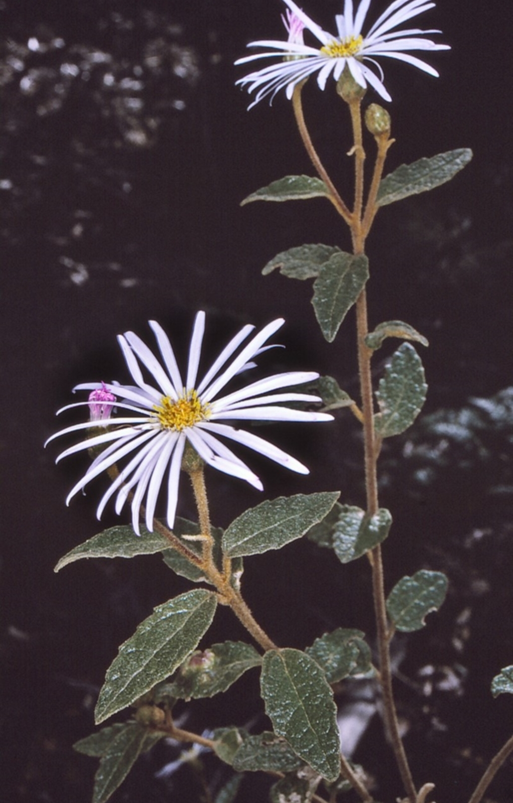 Olearia tomentosa at Tathra, NSW - 19 Sep 1996