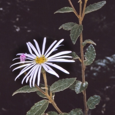 Olearia tomentosa (Toothed Daisy Bush) at Tathra, NSW - 18 Sep 1996 by BettyDonWood