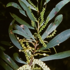 Acacia obtusifolia (Blunt-leaf Wattle) at Tathra, NSW - 29 Dec 1995 by BettyDonWood