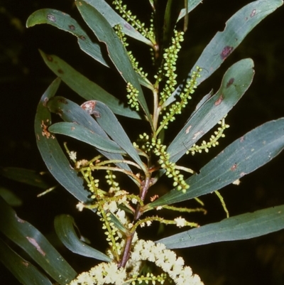 Acacia obtusifolia (Blunt-leaf Wattle) at Tathra, NSW - 30 Dec 1995 by BettyDonWood