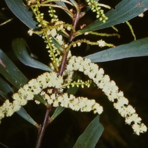 Acacia obtusifolia at Tathra, NSW - 30 Dec 1995