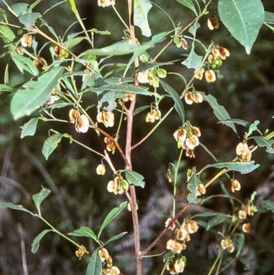 Dodonaea triquetra (Large-leaf Hop-Bush) at Tathra, NSW - 30 Dec 1995 by BettyDonWood