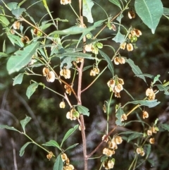 Dodonaea triquetra (Large-leaf Hop-Bush) at Tathra, NSW - 30 Dec 1995 by BettyDonWood