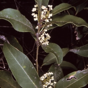 Notelaea venosa at Tathra, NSW - 22 Oct 1996