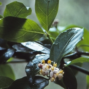 Gynochthodes jasminoides at Tathra, NSW - 31 Dec 1995