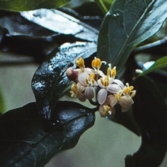 Gynochthodes jasminoides at Tathra, NSW - 31 Dec 1995