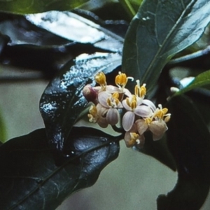 Gynochthodes jasminoides at Tathra, NSW - 31 Dec 1995