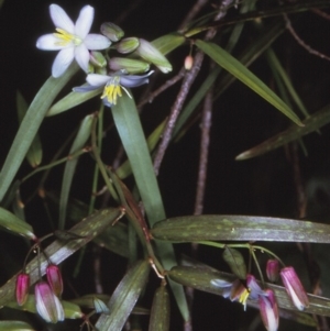 Geitonoplesium cymosum at Tathra, NSW - 22 Oct 1996
