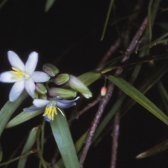 Geitonoplesium cymosum at Tathra, NSW - 22 Oct 1996