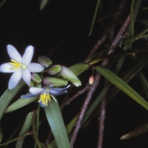 Geitonoplesium cymosum at Tathra, NSW - 22 Oct 1996