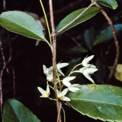 Aphanopetalum resinosum (Gum Vine) at Tathra, NSW - 22 Oct 1996 by BettyDonWood