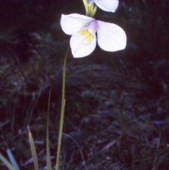 Diplarrena moraea (White Flag Iris) at Green Cape, NSW - 20 Oct 1996 by BettyDonWood