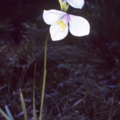 Diplarrena moraea (White Flag Iris) at Ben Boyd National Park - 19 Oct 1996 by BettyDonWood