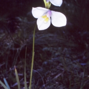 Diplarrena moraea at suppressed - suppressed