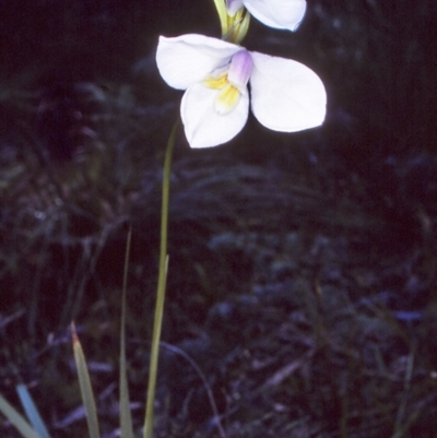 Diplarrena moraea (White Flag Iris) at Green Cape, NSW - 19 Oct 1996 by BettyDonWood