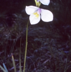 Diplarrena moraea (White Flag Iris) at Green Cape, NSW - 19 Oct 1996 by BettyDonWood