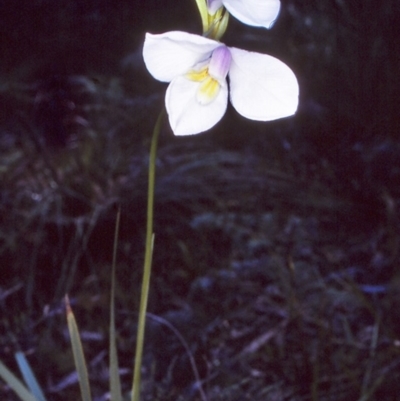 Diplarrena moraea (White Flag Iris) at Ben Boyd National Park - 19 Oct 1996 by BettyDonWood