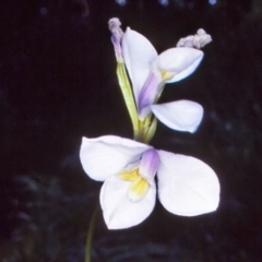 Diplarrena moraea at suppressed - 20 Oct 1996