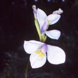 Diplarrena moraea at suppressed - suppressed